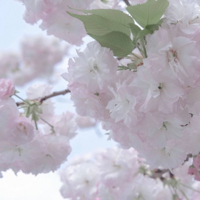 孝南福瑞交流群